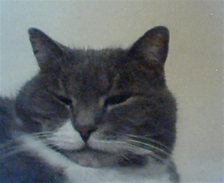 Blanding af racer Pjuske billede 8