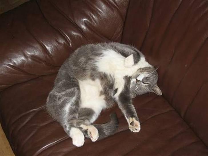 Blanding af racer Pjuske billede 9