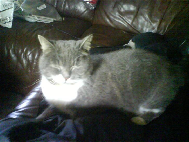 Blanding af racer Pjuske billede 10