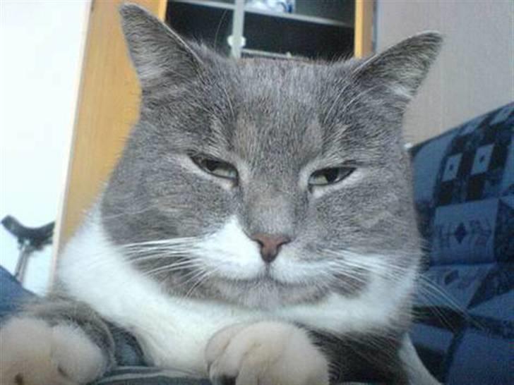 Blanding af racer Pjuske billede 11