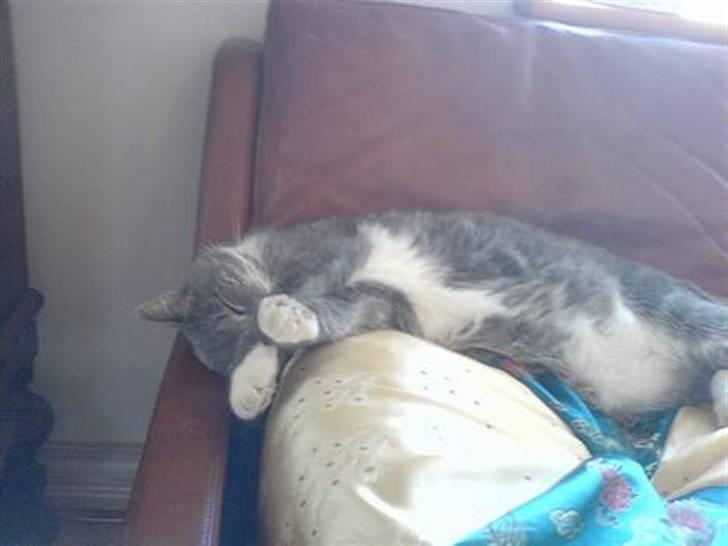 Blanding af racer Pjuske billede 12