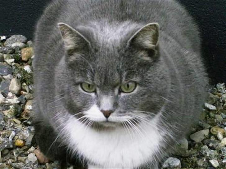 Blanding af racer Pjuske billede 13