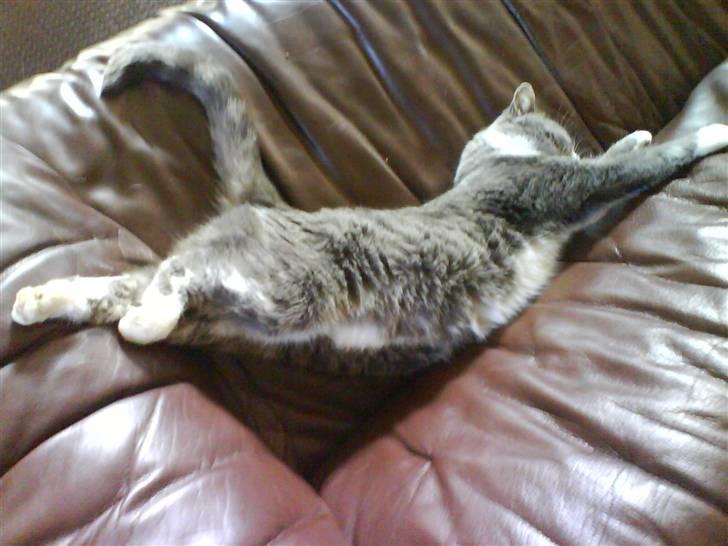 Blanding af racer Pjuske billede 14