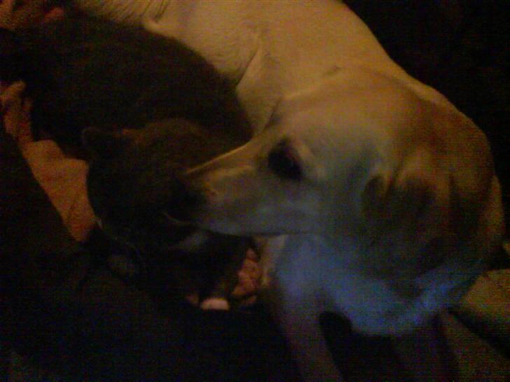 Blanding af racer Pjuske billede 15