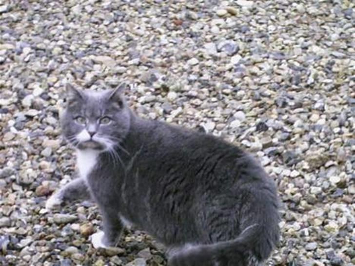 Blanding af racer Pjuske billede 16