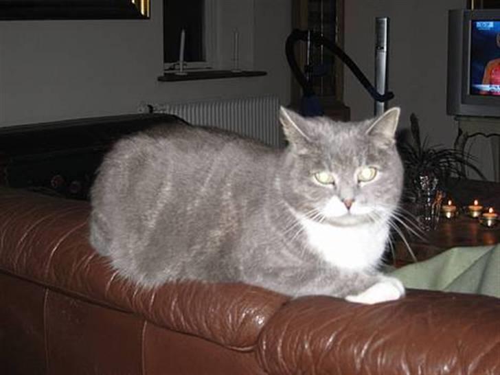 Blanding af racer Pjuske billede 17