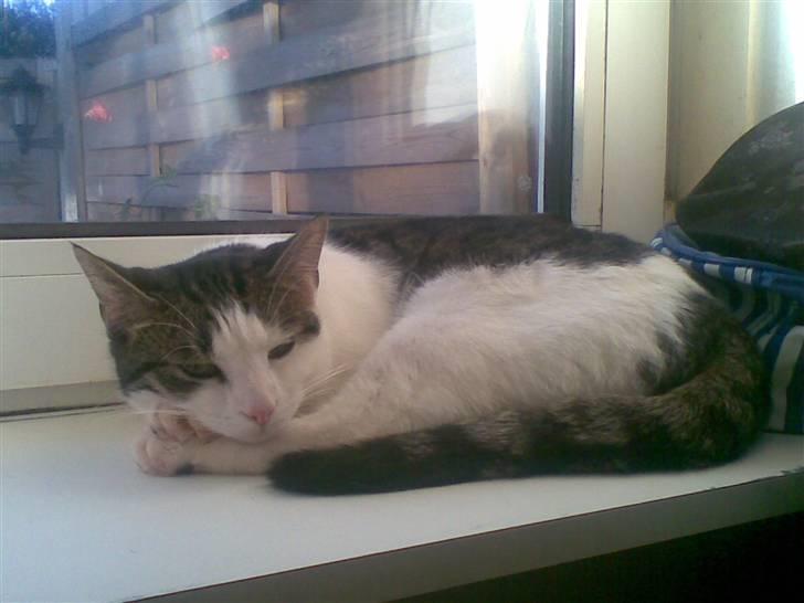 Huskat alic billede 1