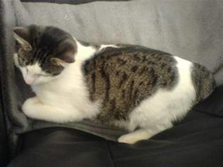 Huskat alic billede 2