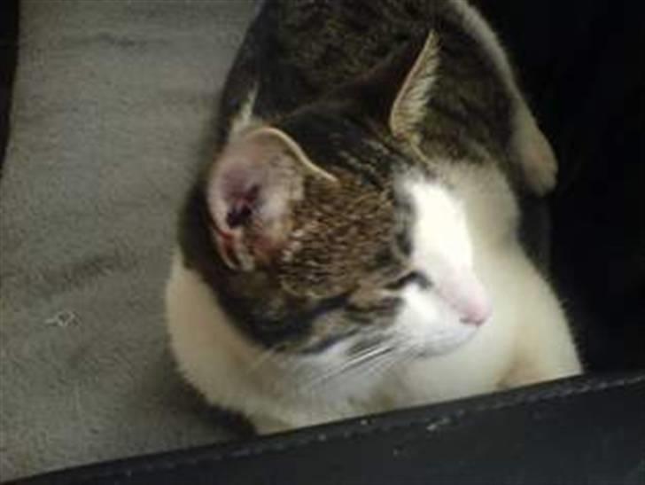 Huskat alic billede 3