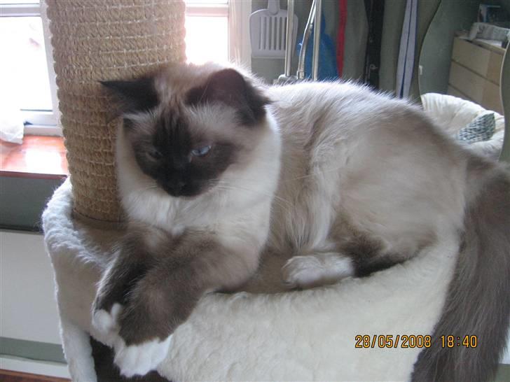 Hellig Birma Nala billede 9