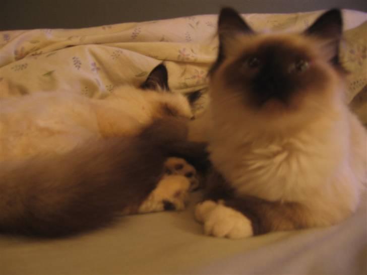 Hellig Birma Nala billede 10