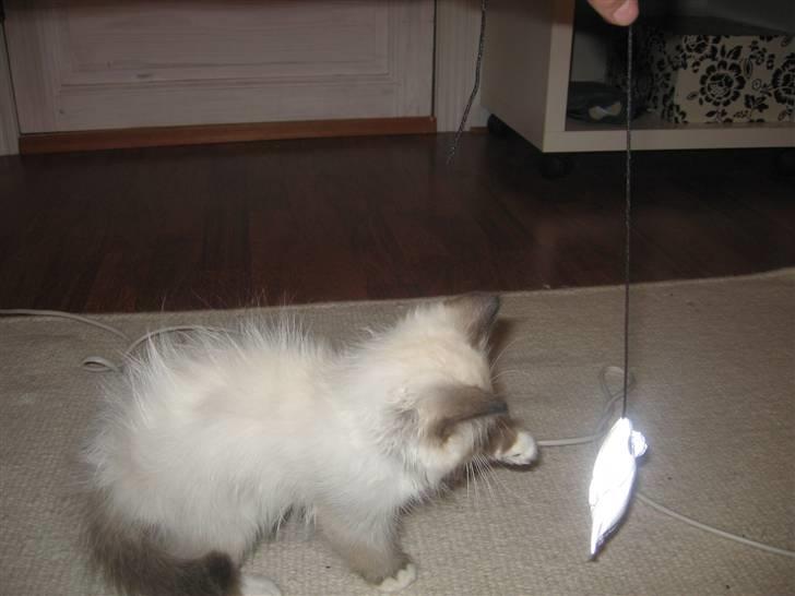 Hellig Birma Nala billede 11