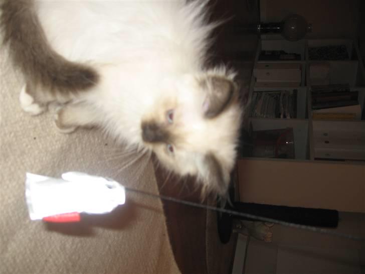 Hellig Birma Nala billede 12