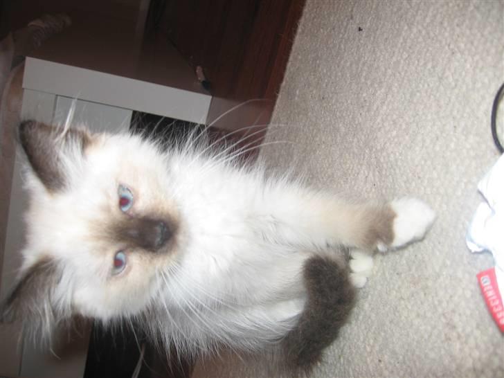 Hellig Birma Nala billede 13