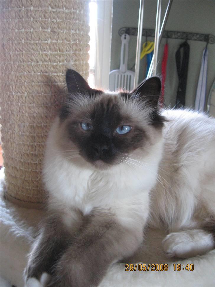 Hellig Birma Nala billede 15