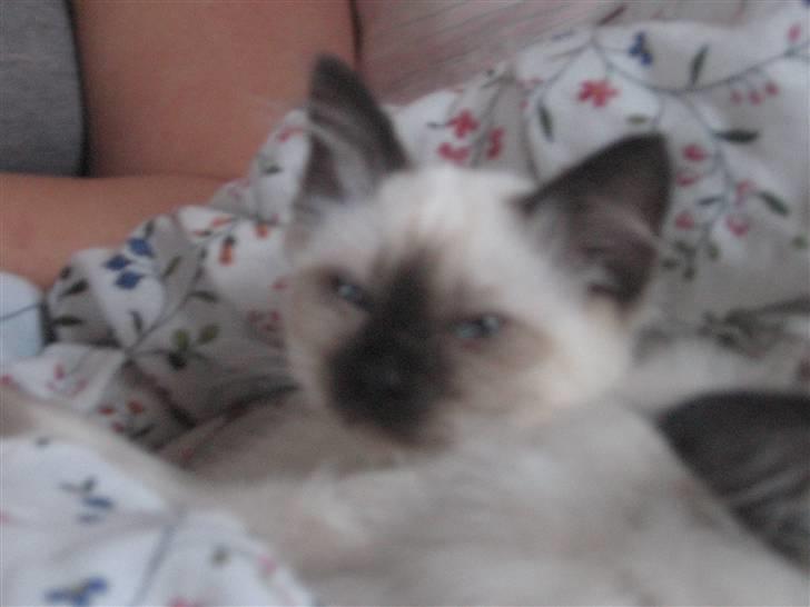 Hellig Birma Nala billede 16