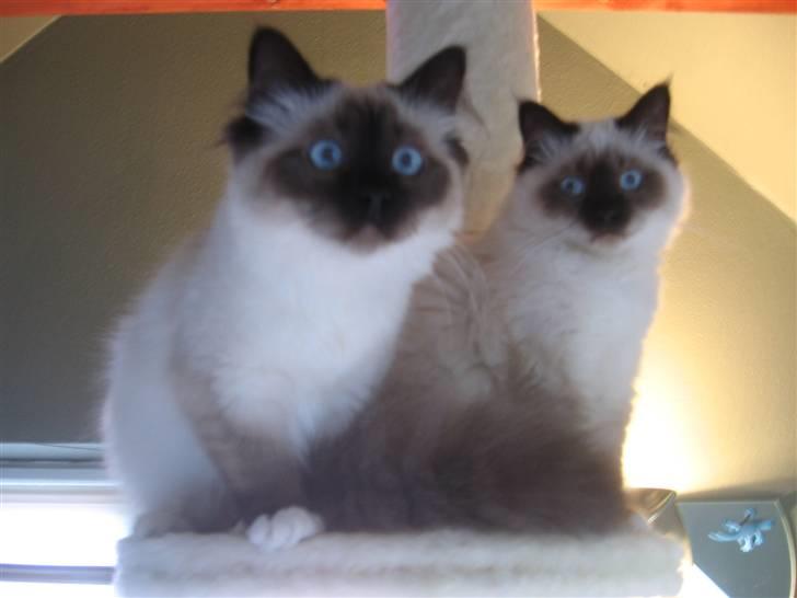 Hellig Birma Nala billede 17