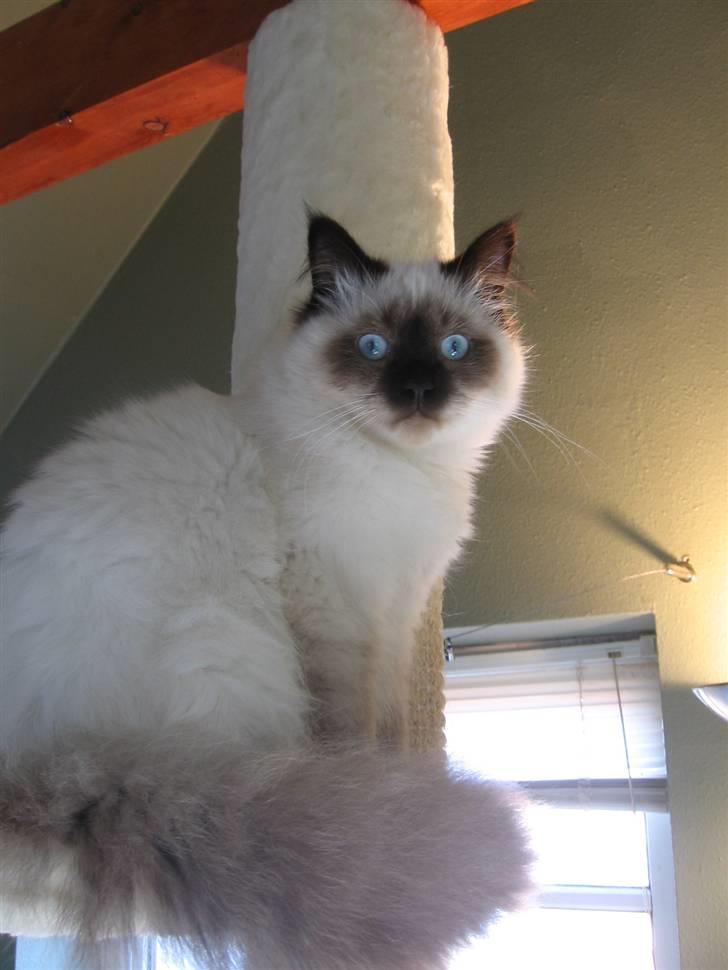 Hellig Birma Oskar billede 1