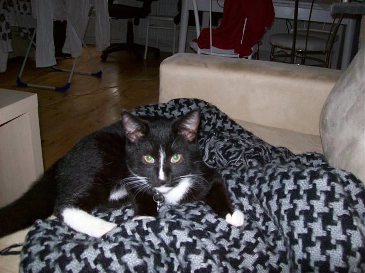 Huskat Figaro billede 1