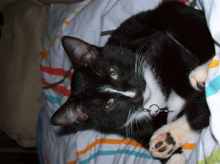 Huskat Figaro billede 2