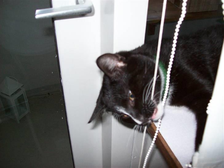 Huskat Figaro billede 3