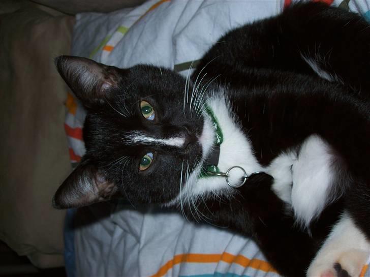 Huskat Figaro billede 4