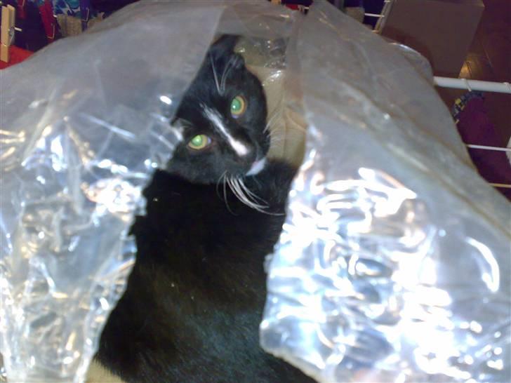 Huskat Figaro billede 6