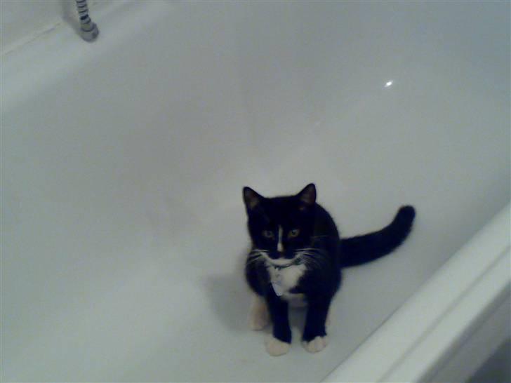 Huskat Figaro billede 7