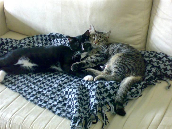 Huskat Figaro billede 8