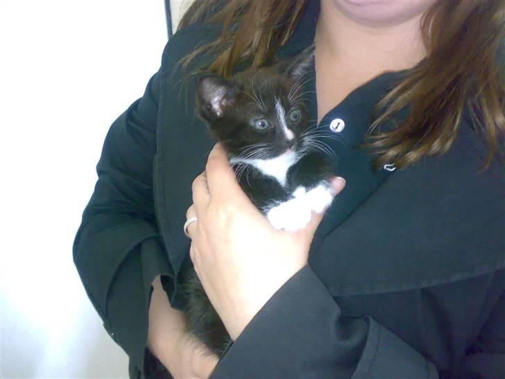 Huskat Figaro billede 10