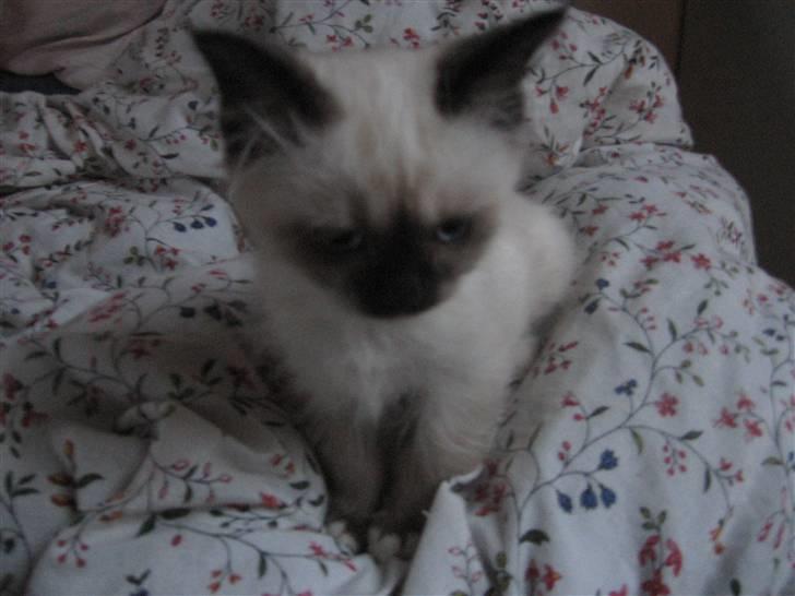 Hellig Birma Oskar billede 3