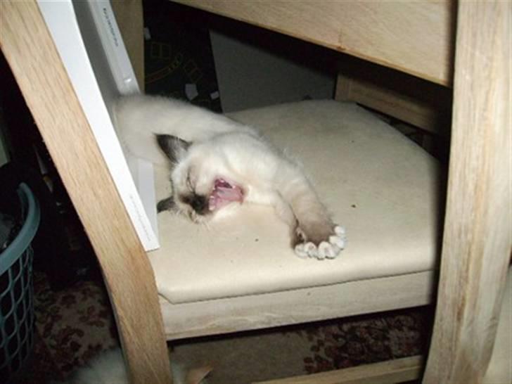 Hellig Birma Oskar billede 4