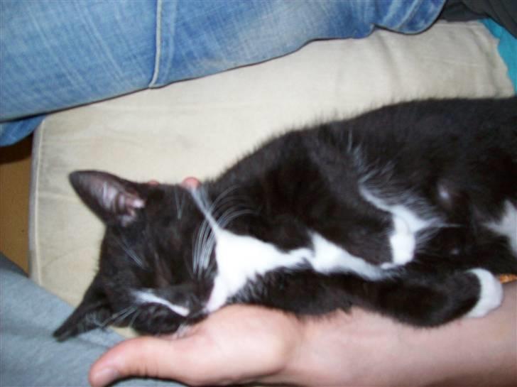 Huskat Figaro billede 11