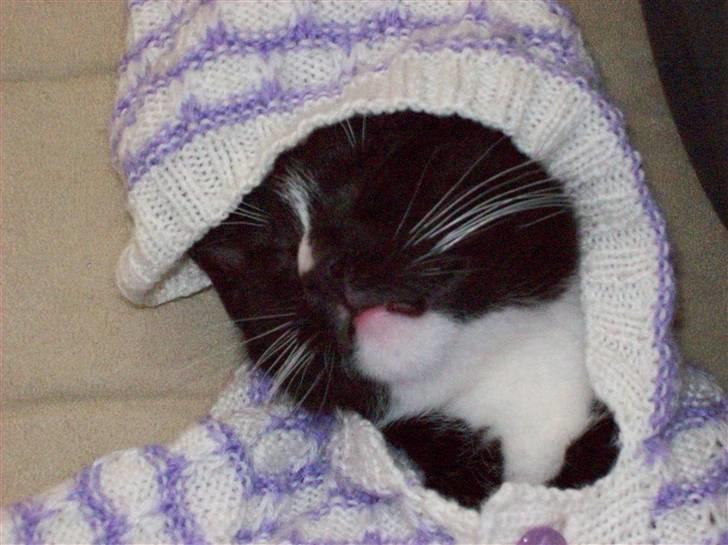 Huskat Figaro billede 12