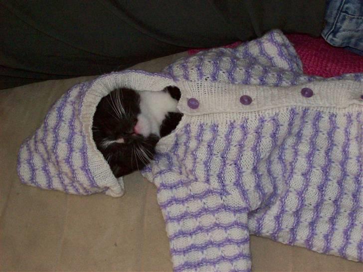 Huskat Figaro billede 13