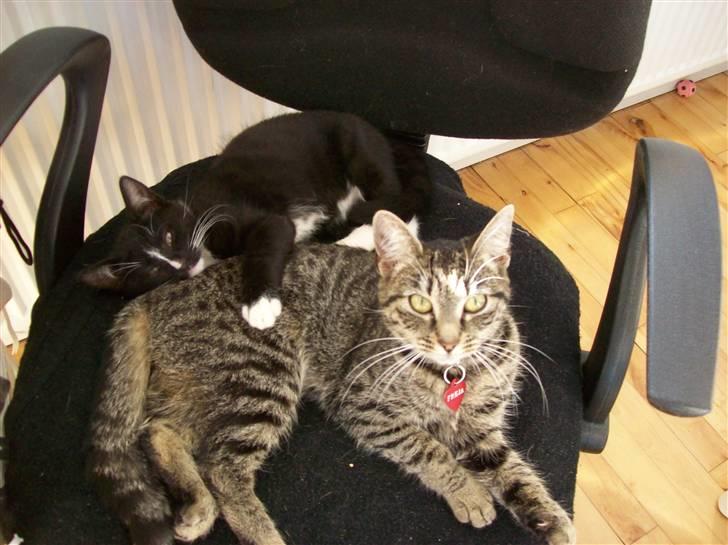 Huskat Figaro billede 14