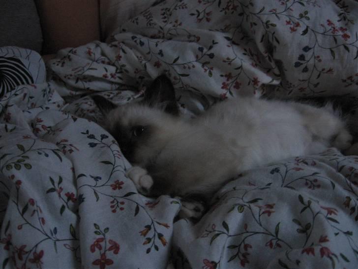 Hellig Birma Oskar billede 5