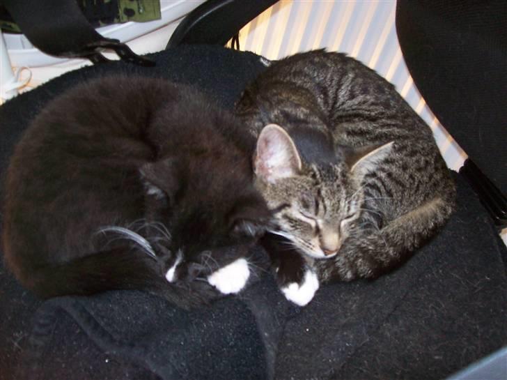 Huskat Figaro billede 15