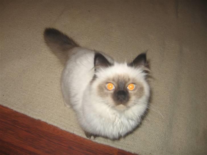 Hellig Birma Oskar billede 6