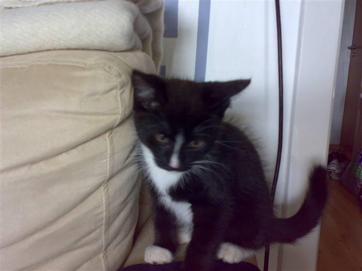 Huskat Figaro billede 18