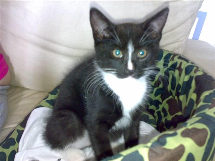 Huskat Figaro billede 19