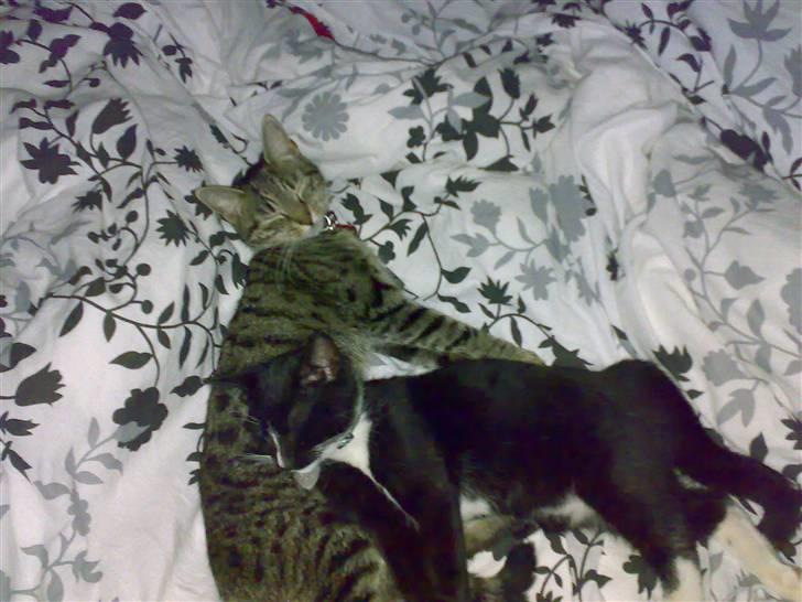 Huskat Figaro billede 20