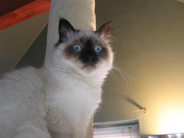 Hellig Birma Oskar billede 7