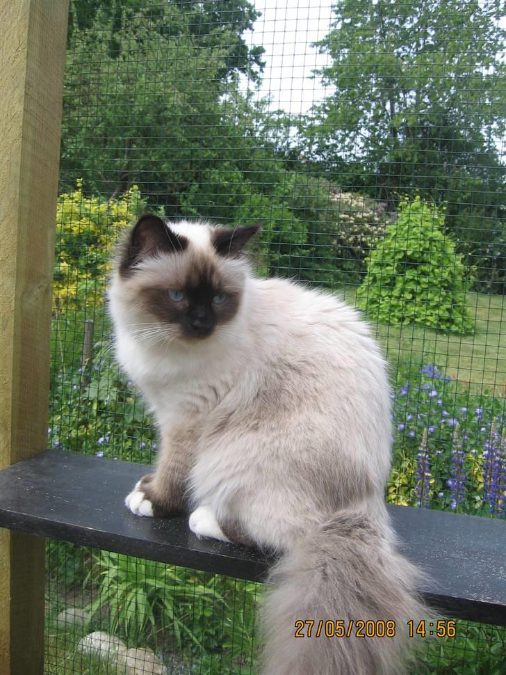 Hellig Birma Oskar billede 8