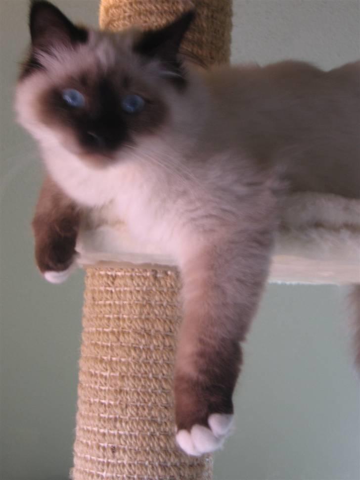 Hellig Birma Oskar billede 9