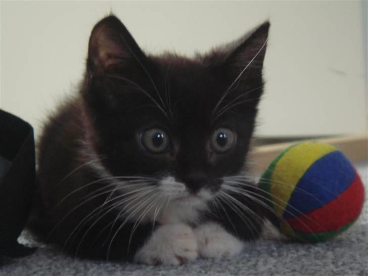 Huskat Figaro - velkommen til mig Figaro :) billede 1