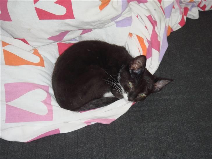 Huskat Figaro - Sove :) billede 2