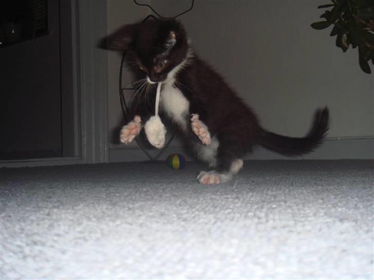 Huskat Figaro - Lege med den farlige MUUS :S billede 3