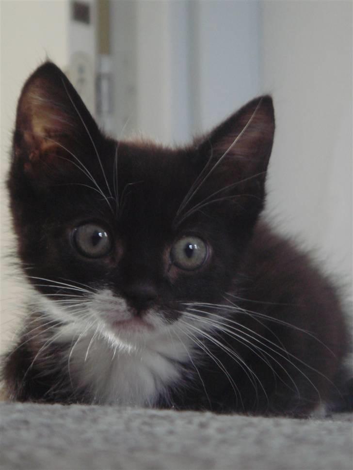 Huskat Figaro - <3 billede 4