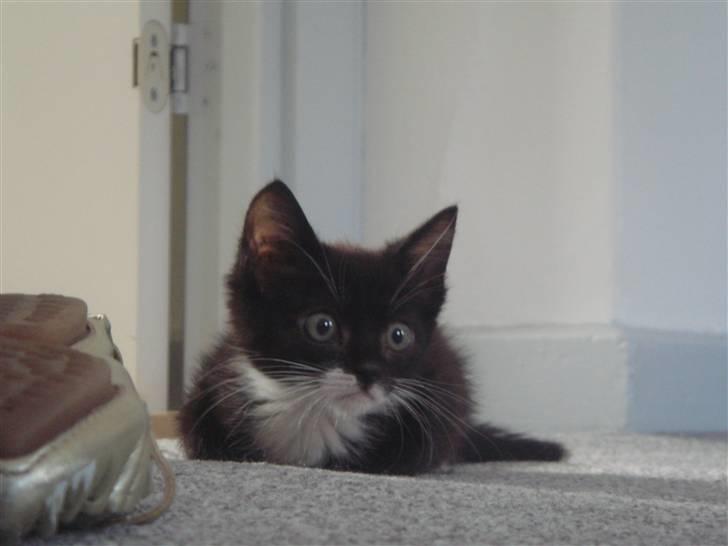 Huskat Figaro billede 5